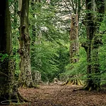 別荘 Au Detour Du Vieux Hetre