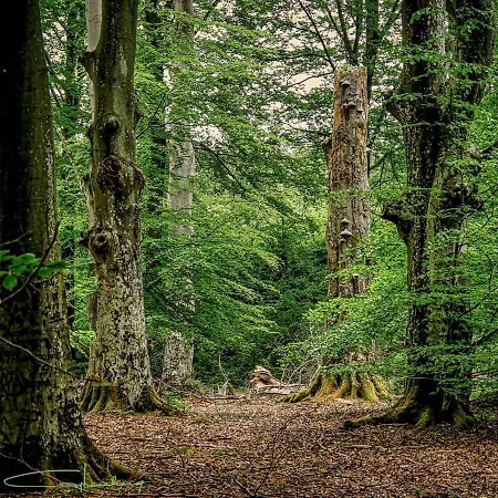 Casa de Férias Au Détour Du Vieux Hêtre